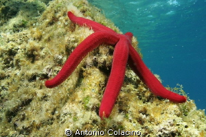 Starfish, Ophidiaster ophidianus, not easy to find under ... by Antonio Colacino 